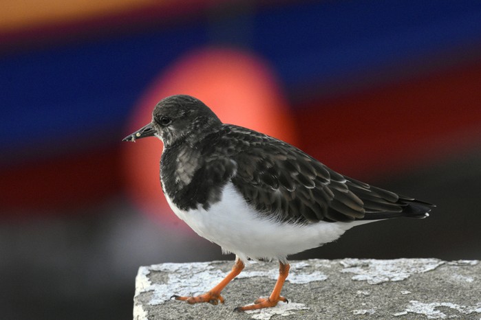 Turnstone