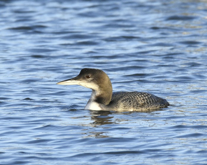 Great Northern Diver