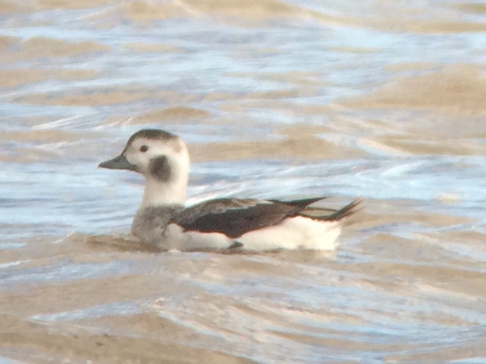 Long-tailed Duck