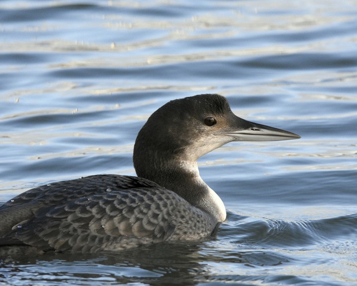 Great Northern Diver
