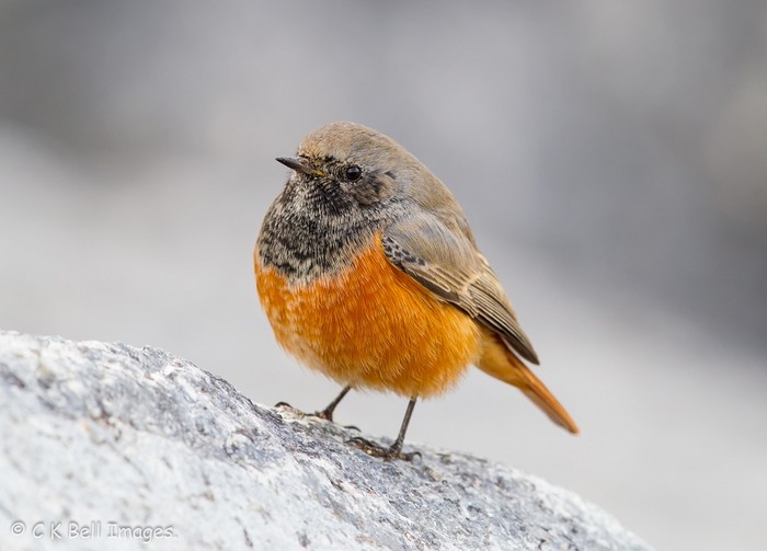 Eastern Black Redstart