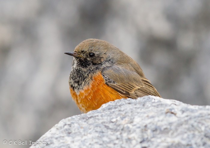 Eastern Black Redstart