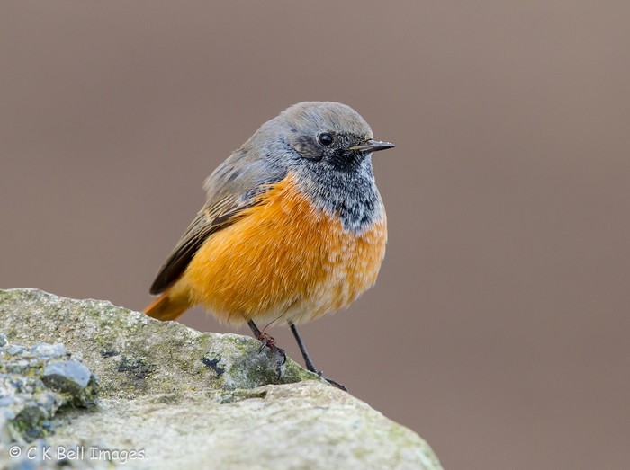 Eastern Black Redstart