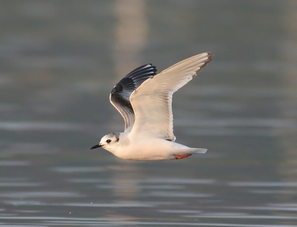 Little Gull