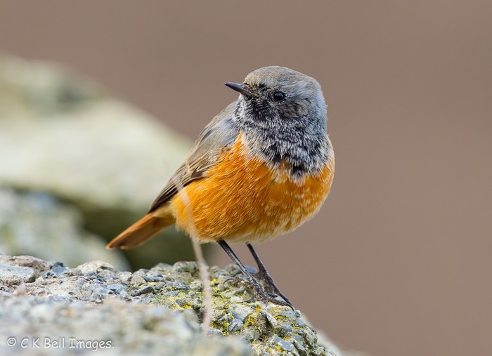 Eastern Black Redstart