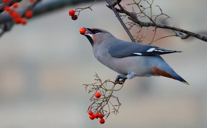 Waxwing