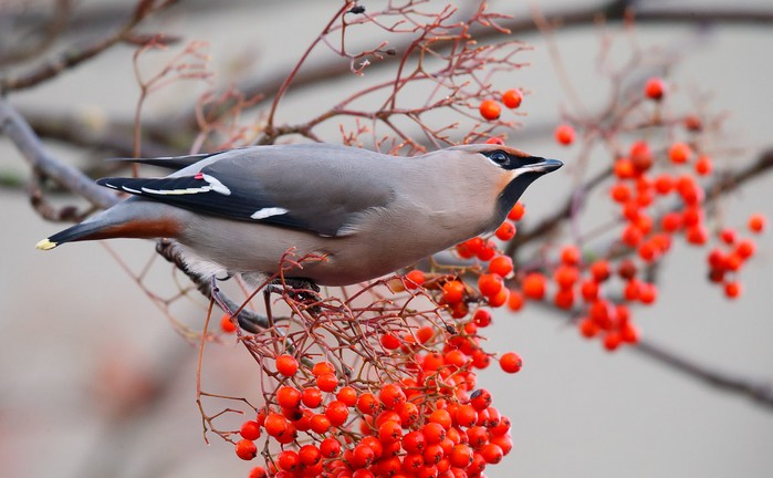 Waxwing