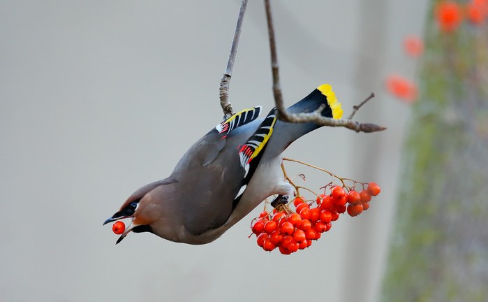 Waxwing