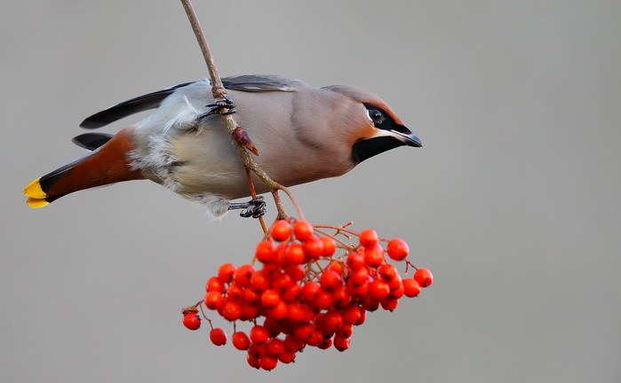 Waxwing
