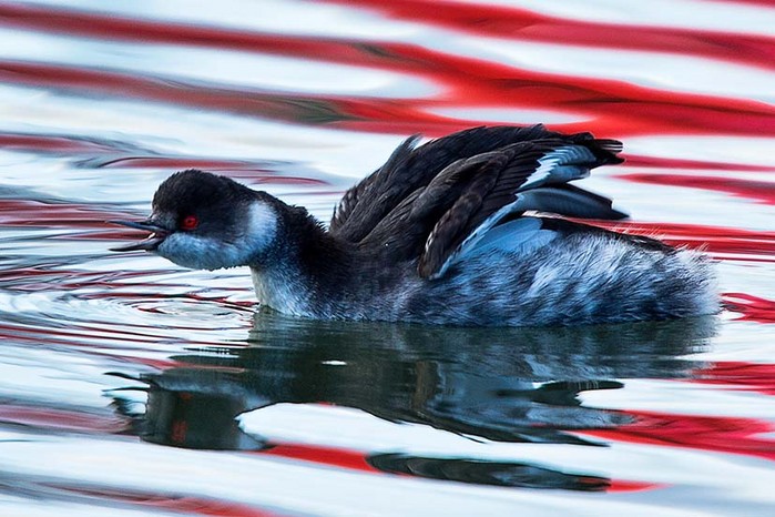 Black-necked Grebe
