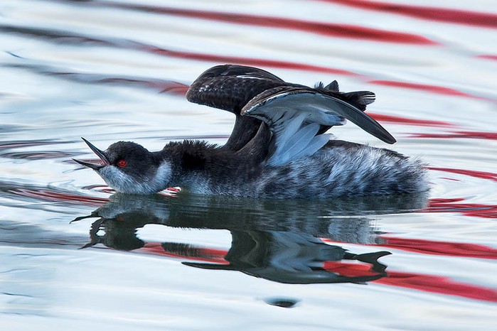Black-necked Grebe