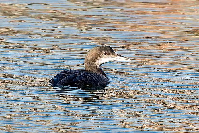Great Northern Diver