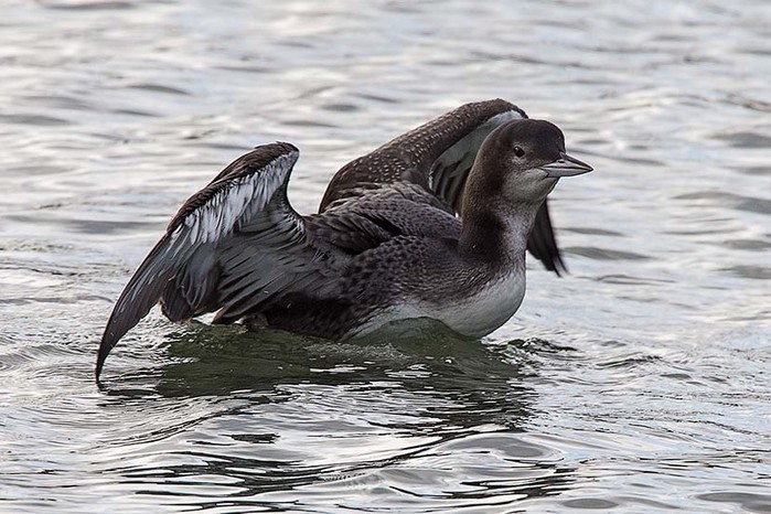 Great Northern Diver