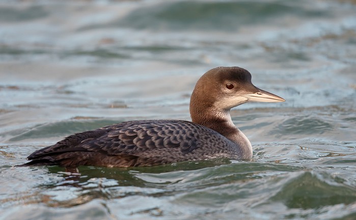 Great Northern Diver