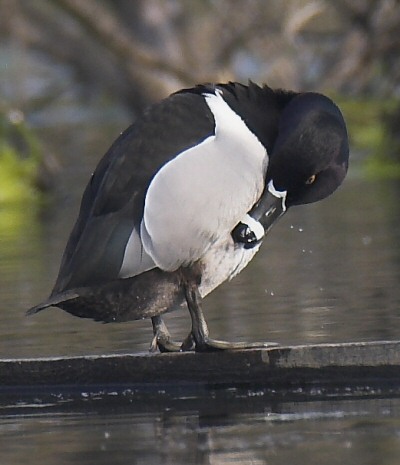 Ring-necked Duck