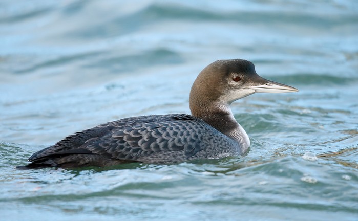Great Northern Diver