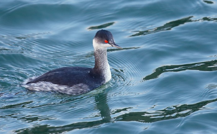 Black-necked Grebe