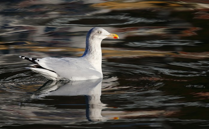 Herring Gull