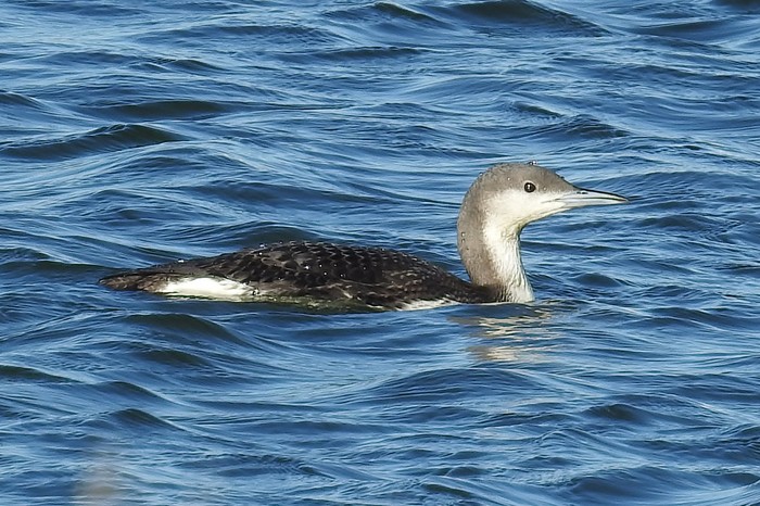 Black-throated Diver