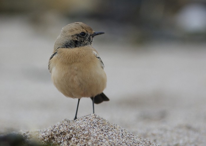 Desert Wheatear