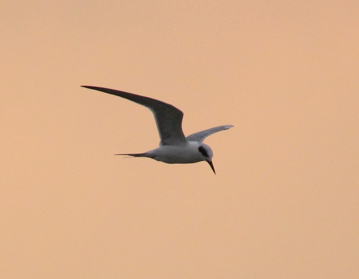 Forster's Tern
