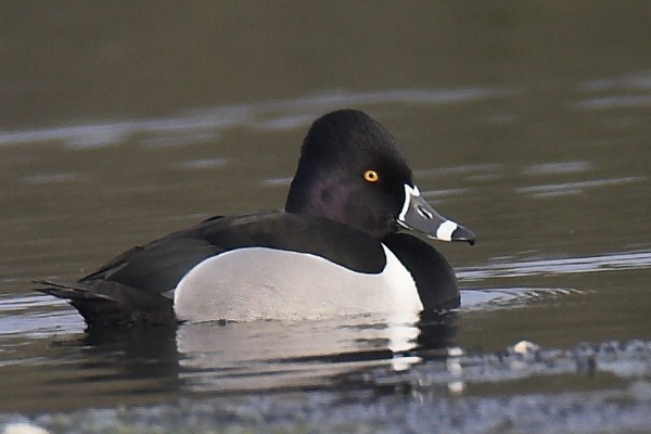 Ring-necked Duck