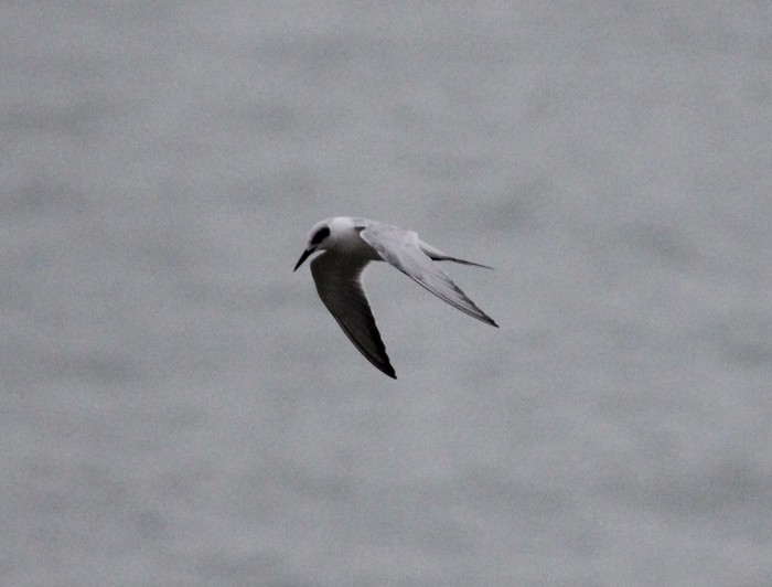 Forster's Tern