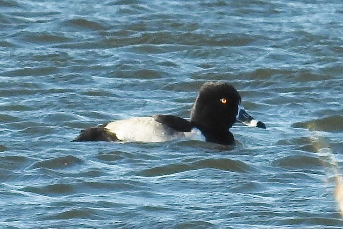 Ring-necked Duck