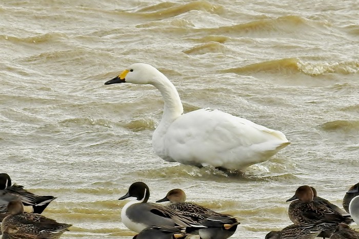 Bewick's Swan