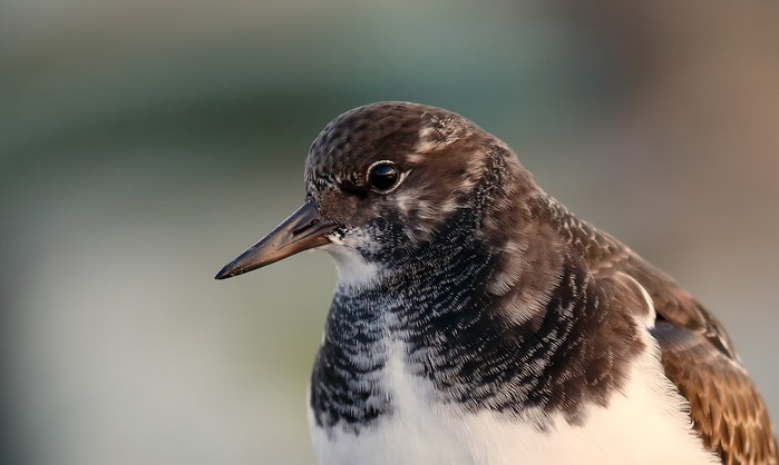 Turnstone