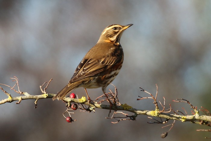 Redwing