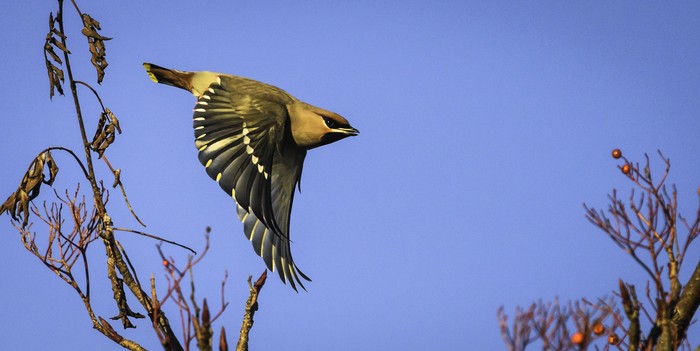 Waxwing