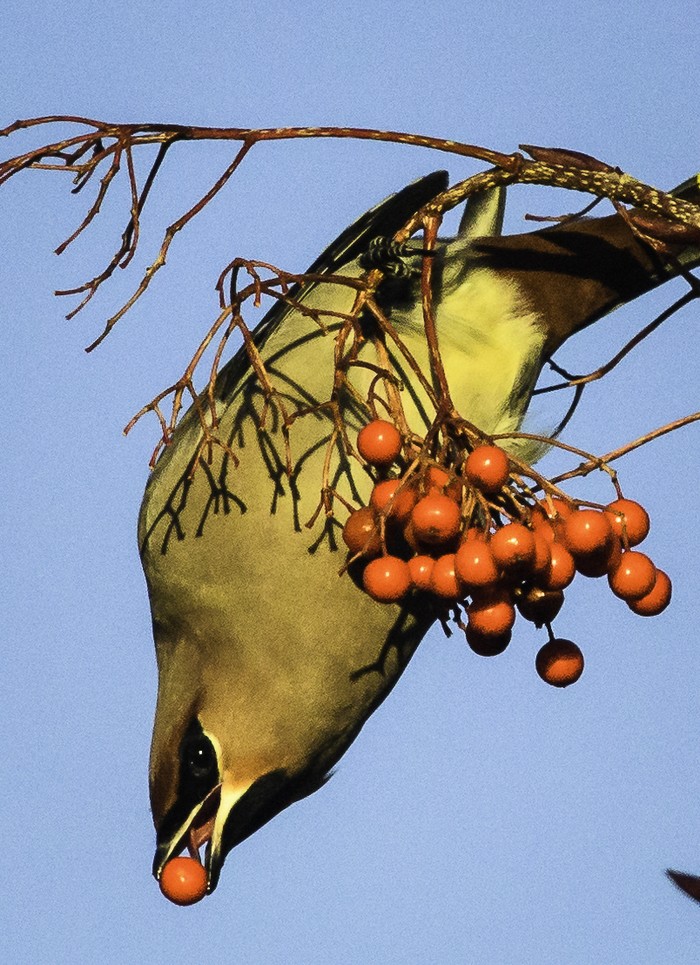 Waxwing
