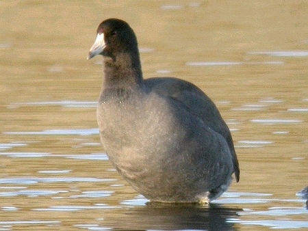 American Coot