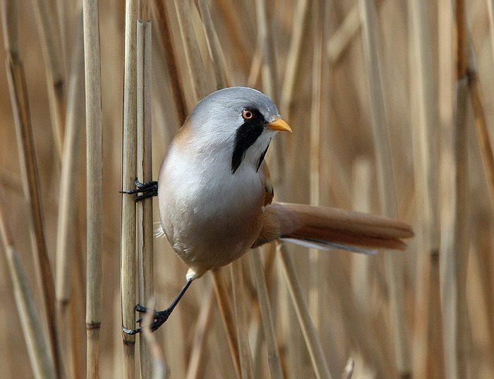 Bearded Tit