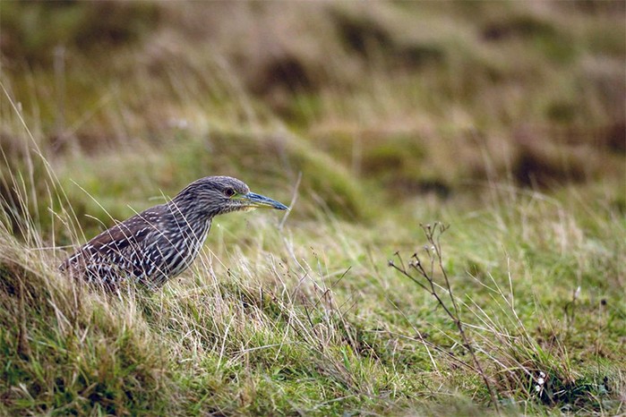 Night Heron
