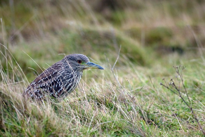 Night Heron
