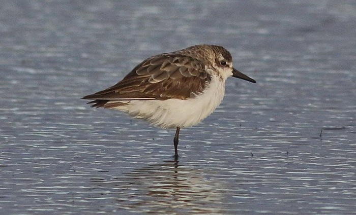 Semipalmated Sandpiper