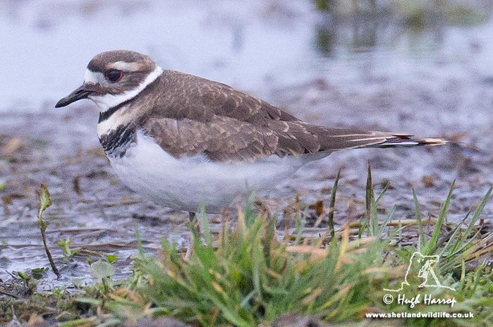 Killdeer