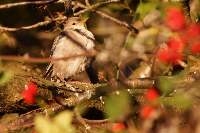 Rose-coloured Starling