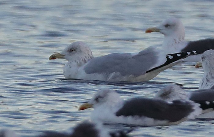 Lesser Black-backed/herring Gull Hybrid
