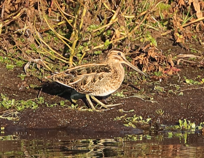 Snipe