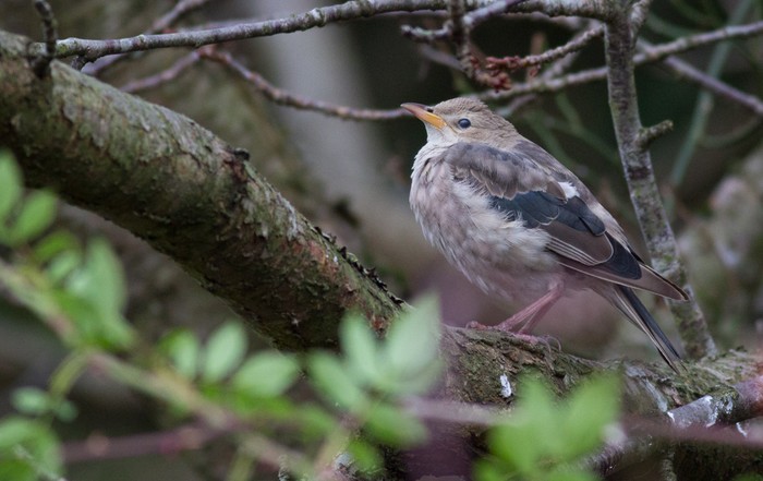 Rose-coloured Starling