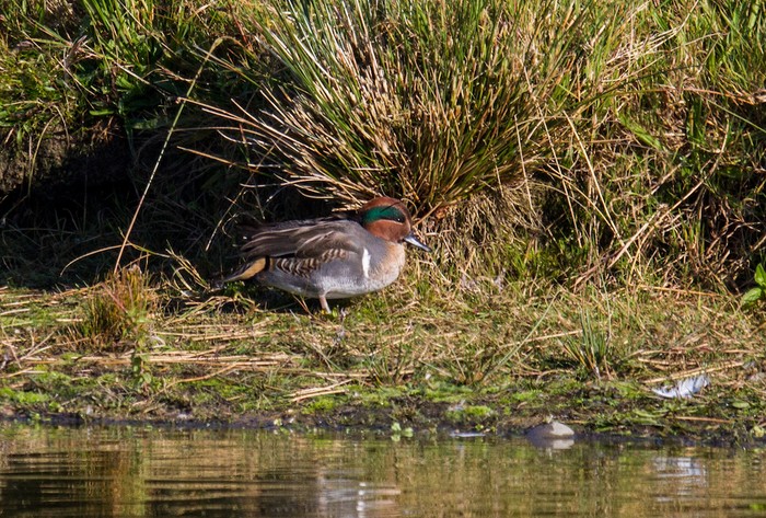 Green-winged Teal