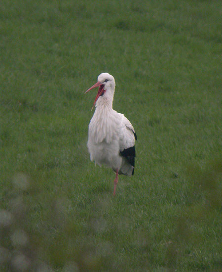 White Stork