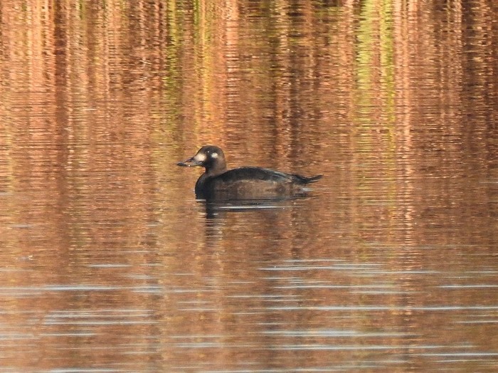 Velvet Scoter