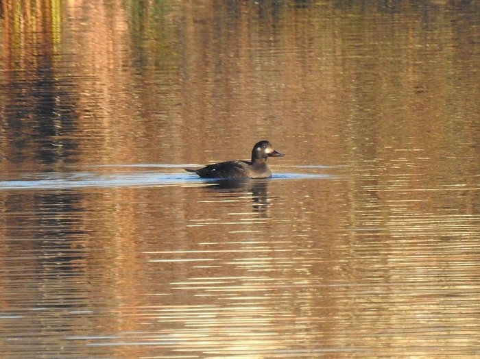 Velvet Scoter