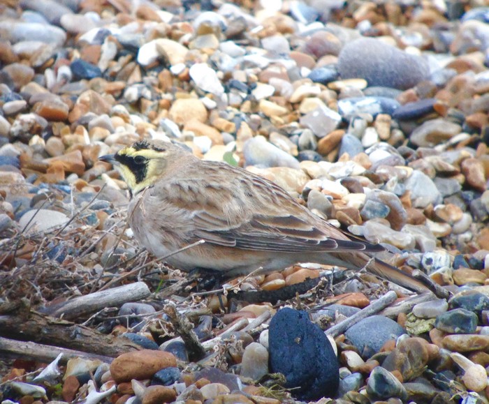 Shorelark