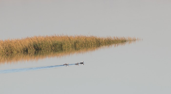 Long-tailed Duck