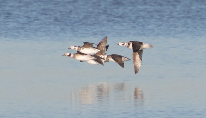 Long-tailed Duck